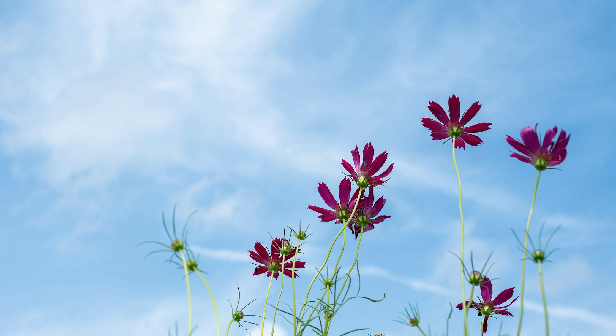 Simplicity Sells: How Clear Messaging Can Set Your Business Apart