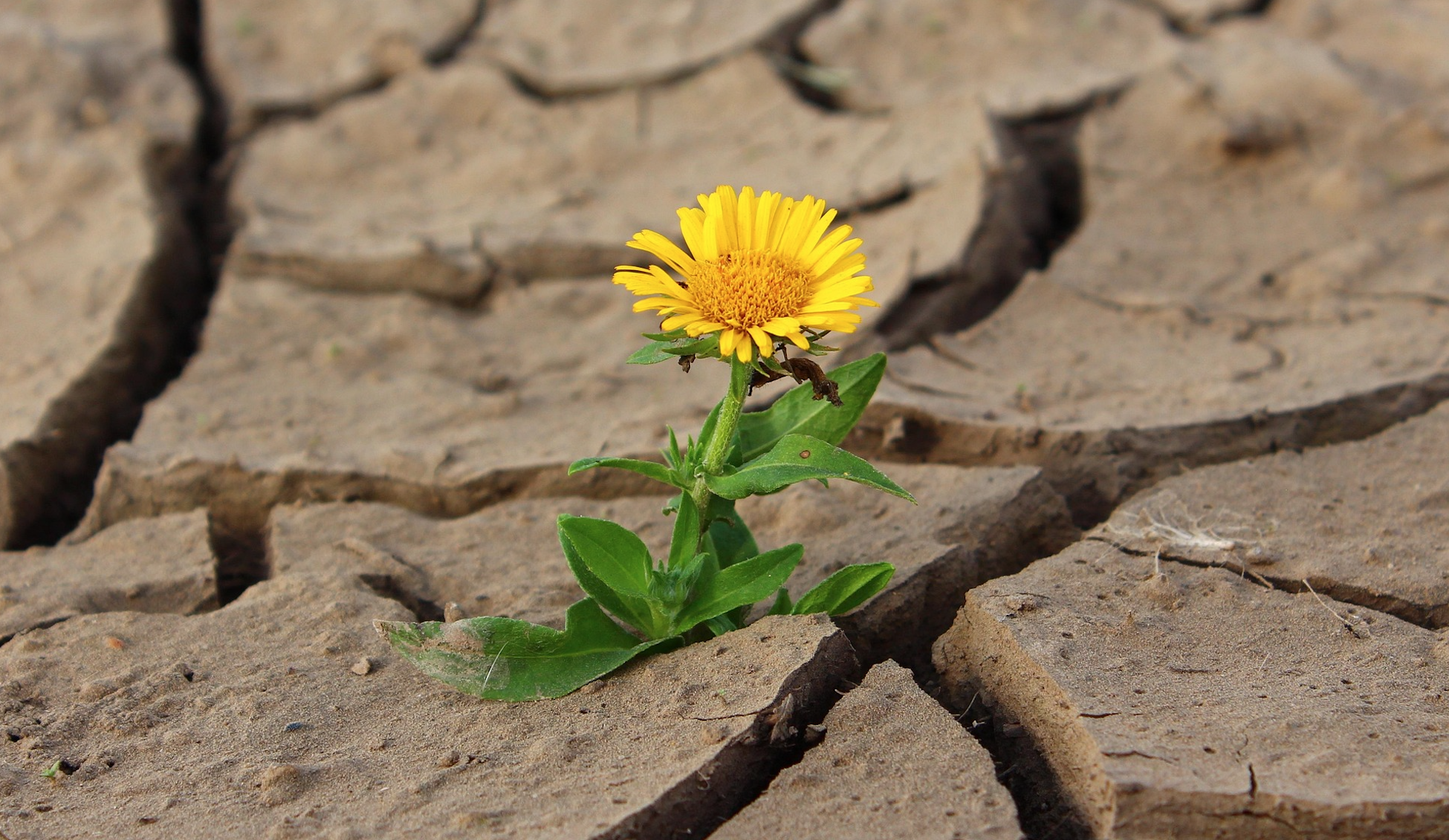 How To Make Clients More Resilient: 3 Behavioral Strategies Backed by Neuroscience