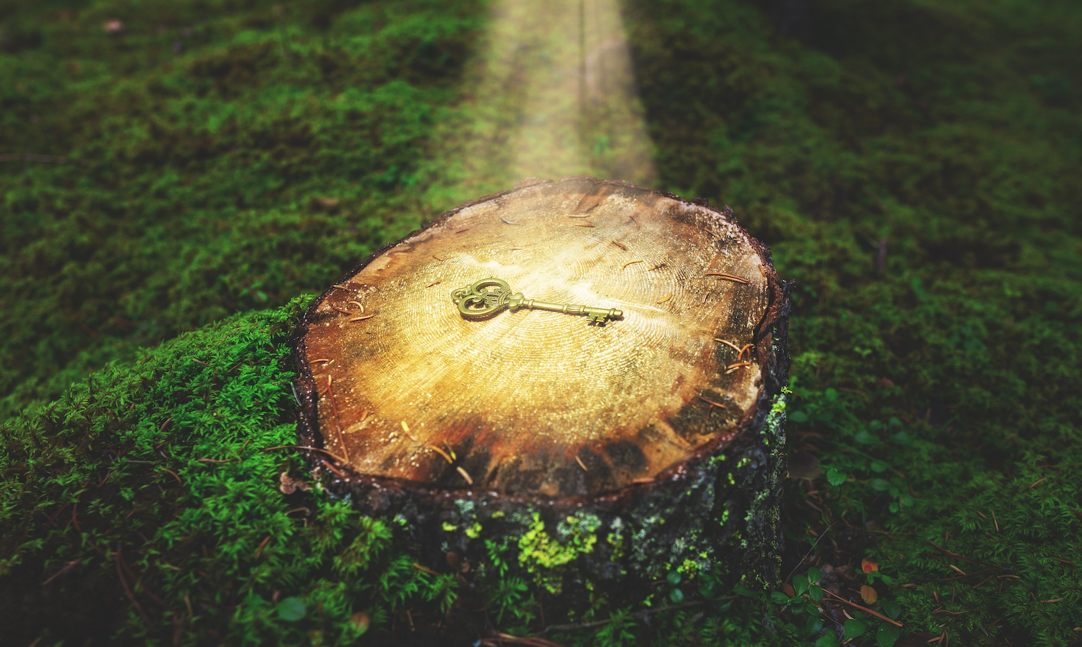Unlocking Investment Potential with WisdomTree CIO-Managed Model Portfolios