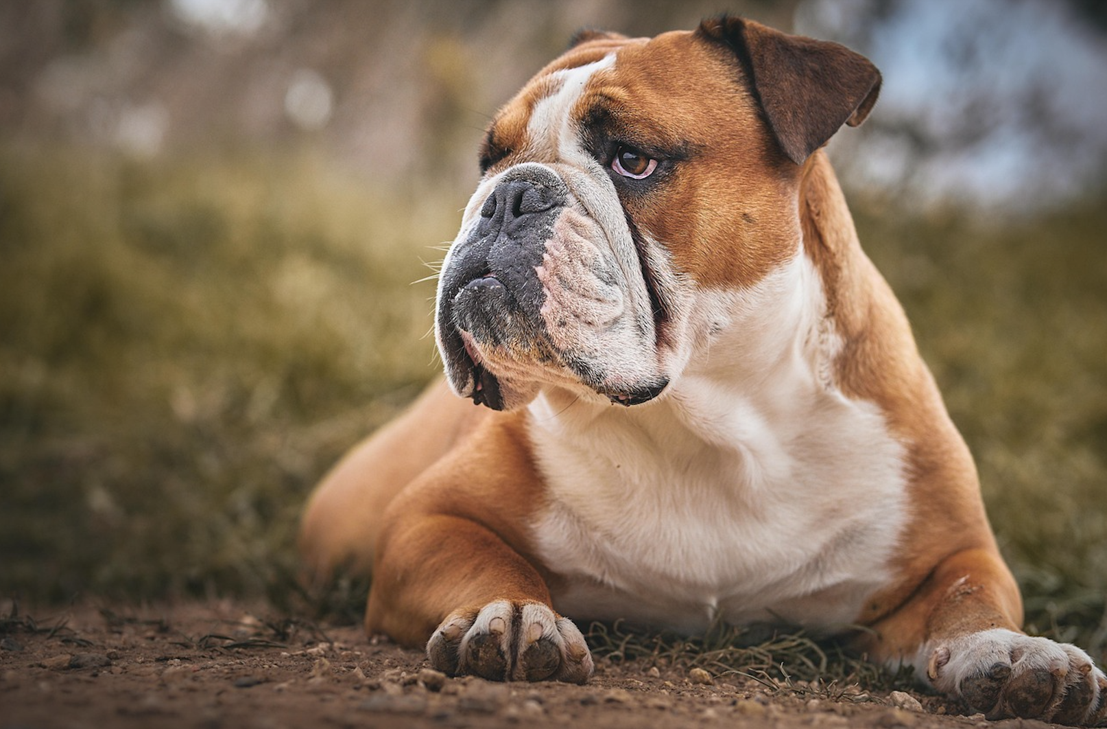 Bulldog Investing: The Strategy Built for AI Disruption, Tariff Wars, and a Higher-Rate World