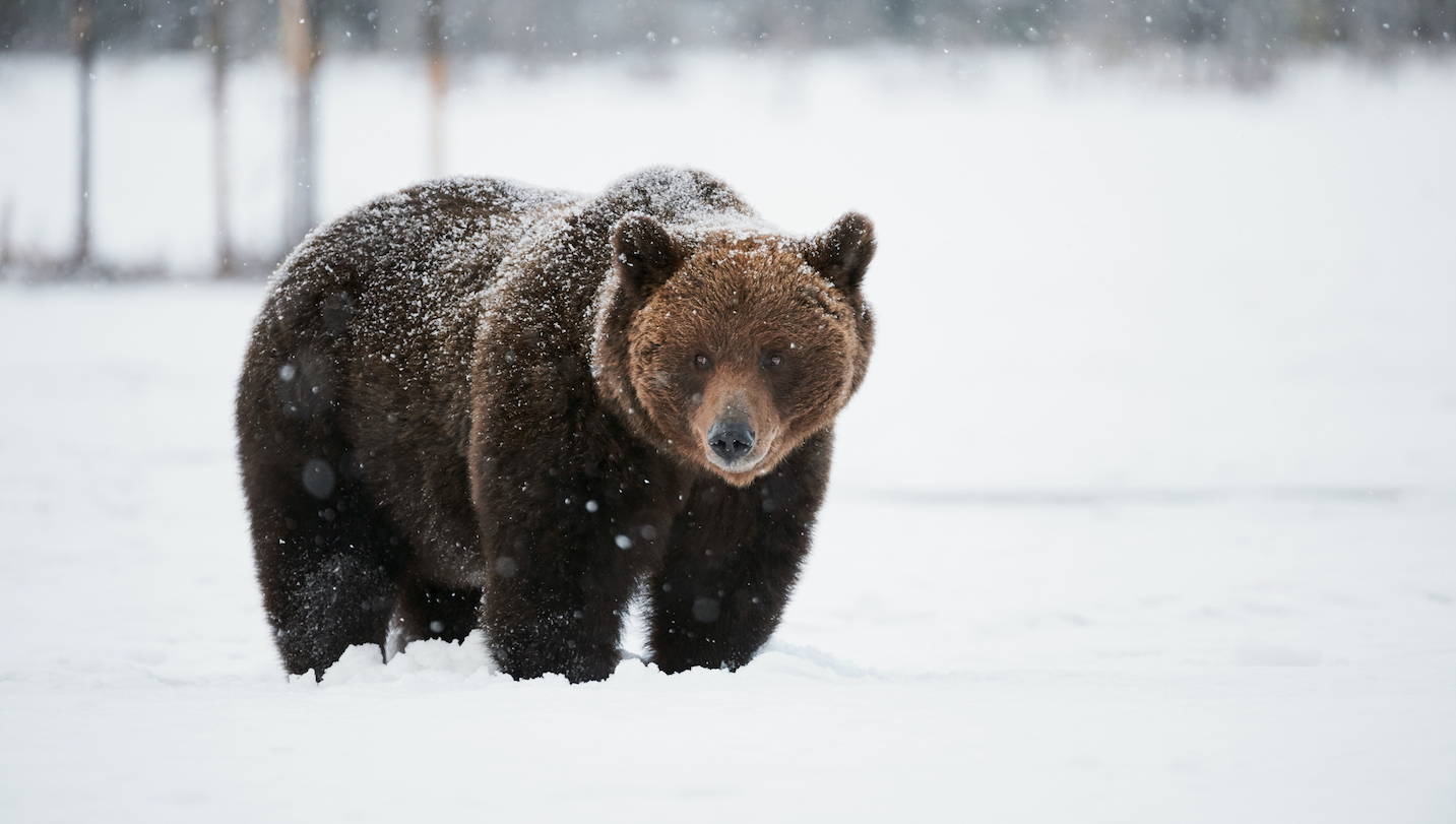 The Next Secular Bear Market May Be Upon Us