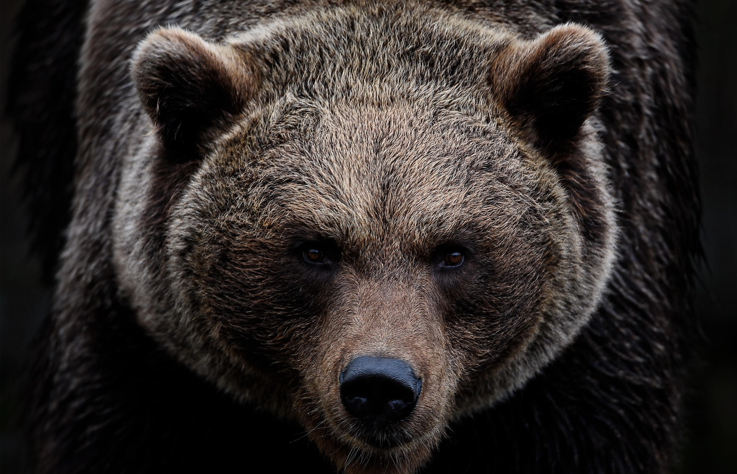 Retail Investor Buys the Dip Despite Bearish Sentiment