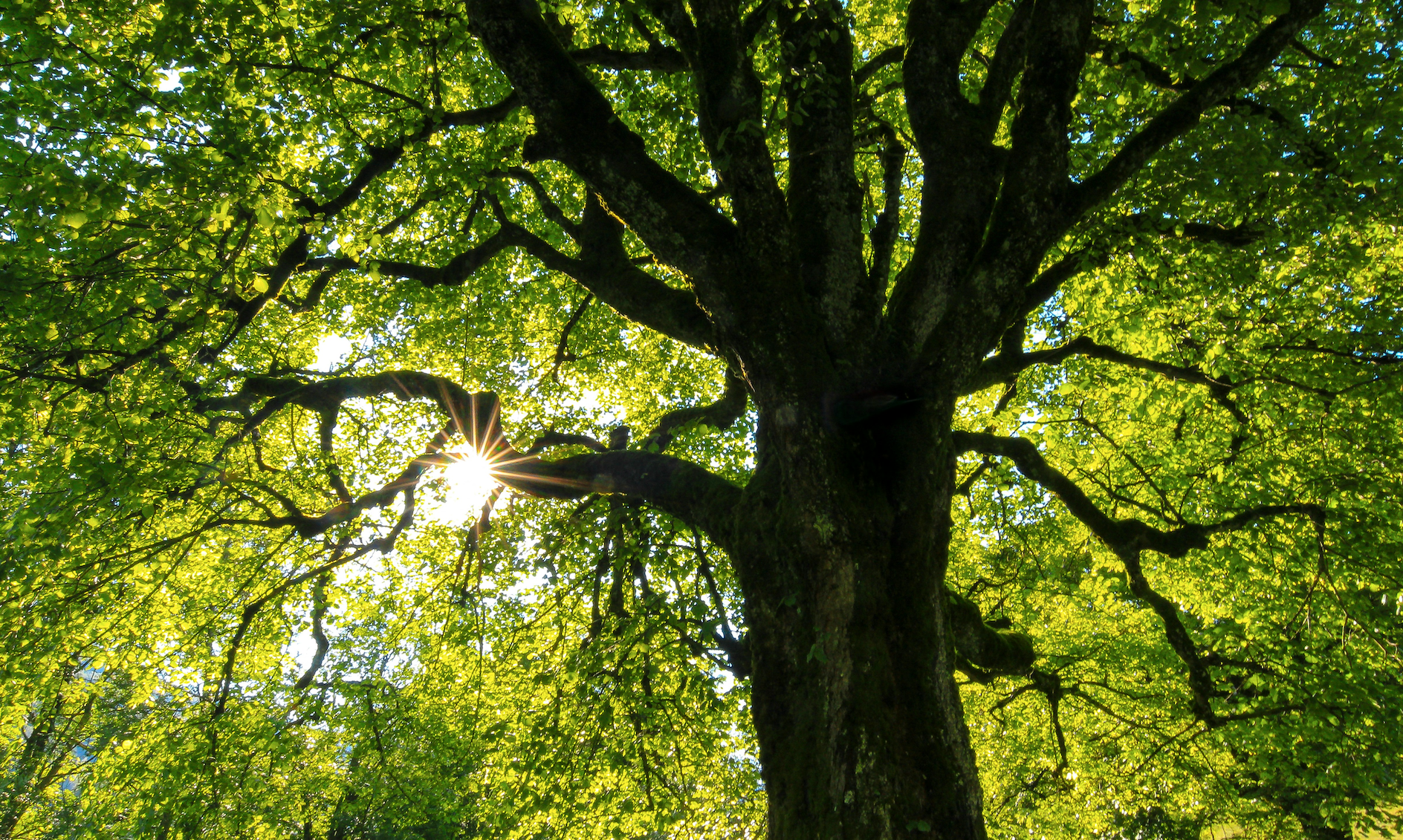 What Trees Can Teach Us About Business Growth, Leadership, and Lasting Success