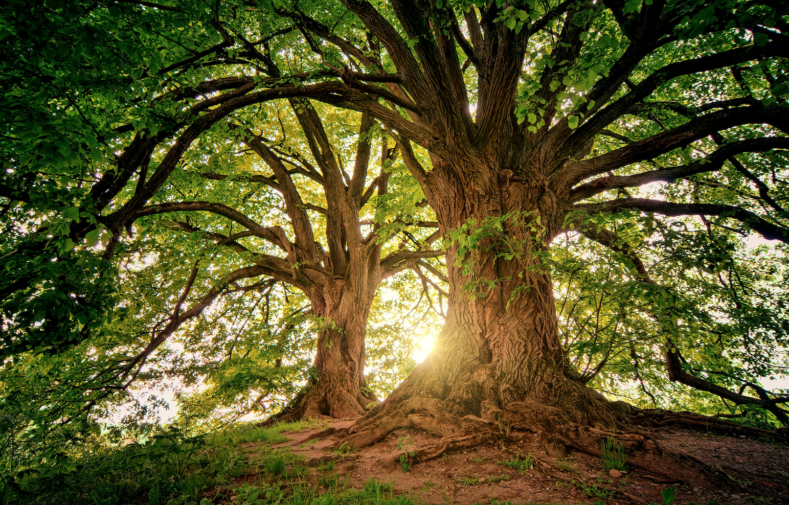 Investing in Small-Cap Acorns to Harvest Large-Cap Oaks