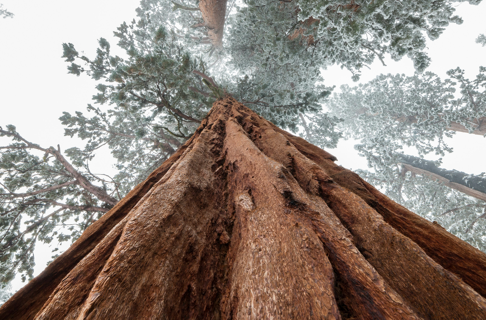 How Sequoia Financial Scales Trust—and Growth—Through Partnerships and Predictive Tech