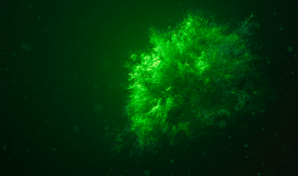 Greenwashing Risks: Key Implications for Legal Professionals