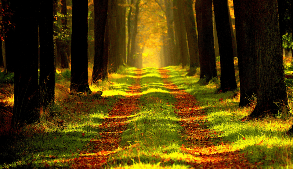 Ditch the Map: How Desire Paths Can Fast-Track Your Firm’s Success