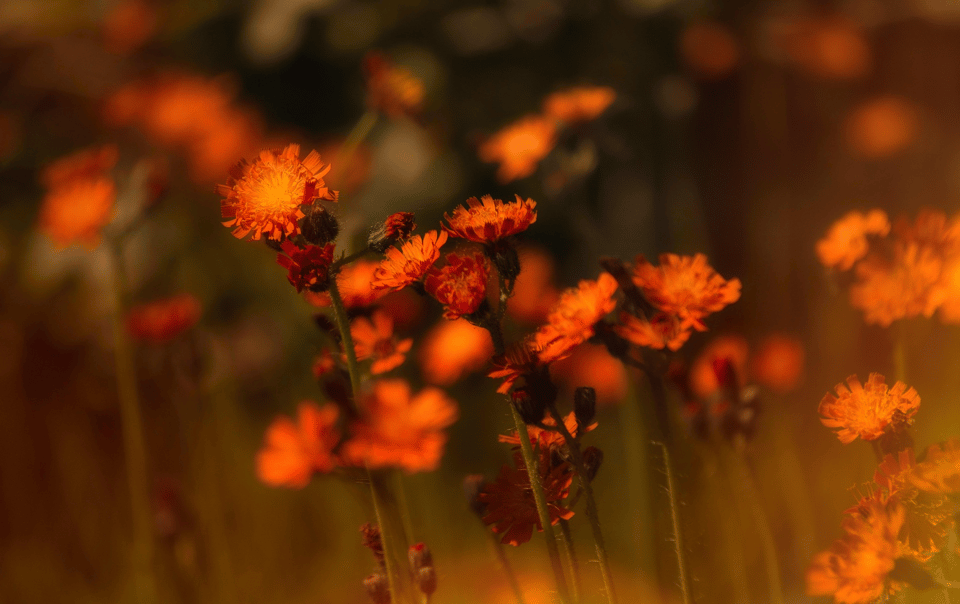 How To Lead Above the Weeds: Escaping the Trap of Doing It All