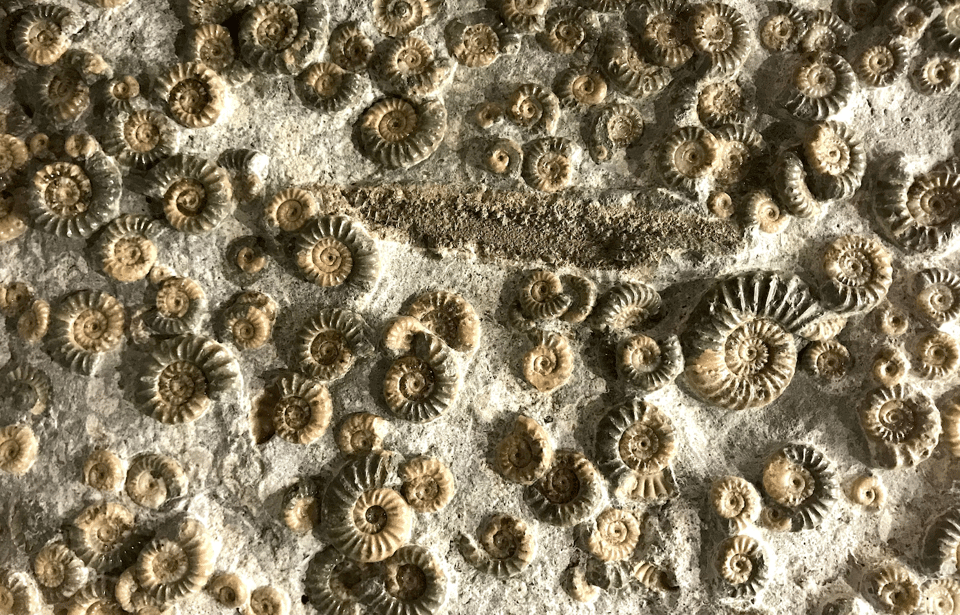 The Cambrian Explosion of AI