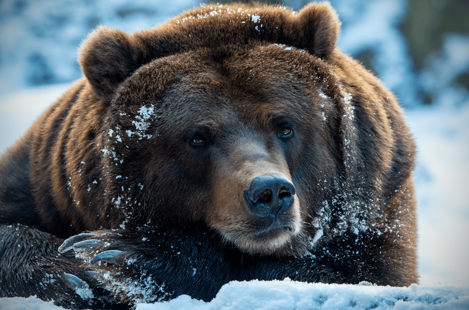 Master Leadership Under Pressure: Thriving in ‘The Bear Pit’