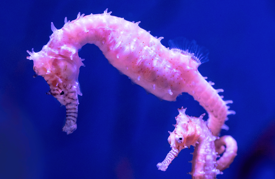 Why Not Have a SEAHORSE Mindset?