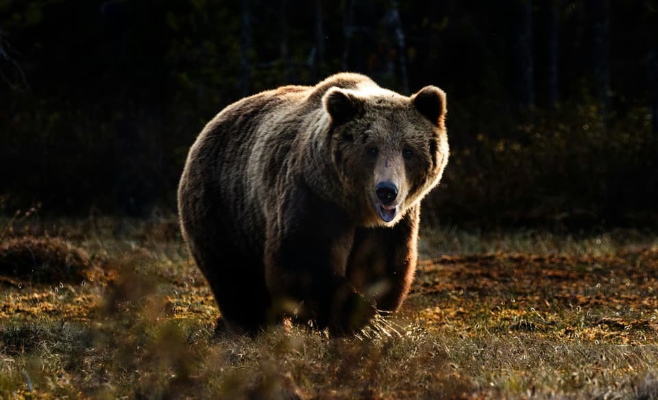 Wall Street’s 20% Bear Market Rule Is Breaking Down in Modern Markets