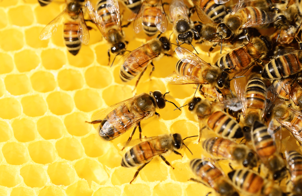 The Death of the Innovation Lab – And the Birth of a Hive Mind