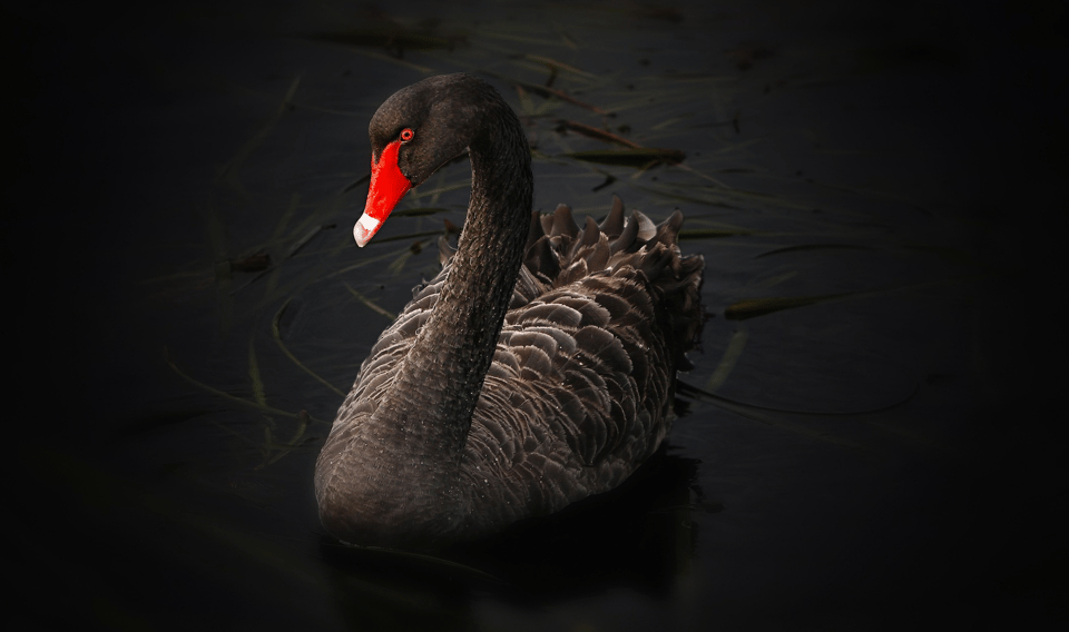 The Double Black Swan Event I Hoped to Avoid
